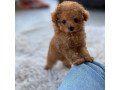 toy-poodle-puppys-for-sale-small-2