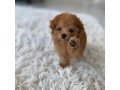 toy-poodle-puppys-for-sale-small-0