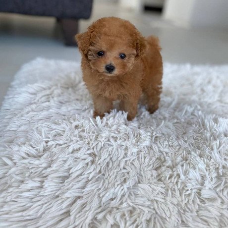 toy-poodle-puppys-for-sale-big-1