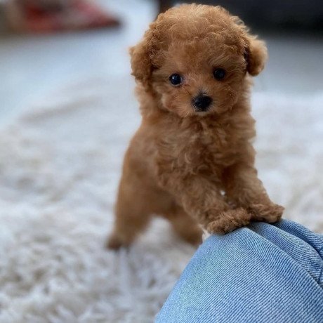toy-poodle-puppys-for-sale-big-2