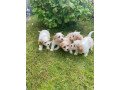 very-pretty-f1-cavachon-puppies-for-sale-small-1