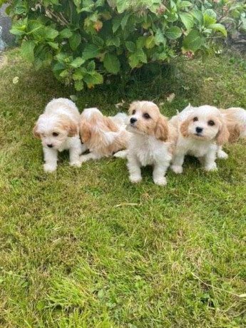 very-pretty-f1-cavachon-puppies-for-sale-big-0