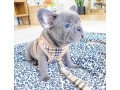 french-bulldog-for-sale-small-2
