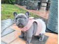 french-bulldog-for-sale-small-0