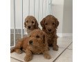 stunning-goldendoodle-pups-small-0