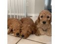 stunning-goldendoodle-pups-small-1