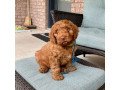 labradoodle-f1-puppies-for-sale-small-1