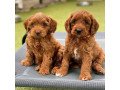 labradoodle-f1-puppies-for-sale-small-0