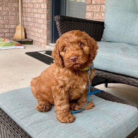labradoodle-f1-puppies-for-sale-big-1