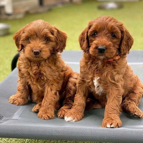 labradoodle-f1-puppies-for-sale-big-0
