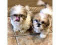 shihpoo-puppy-available-small-0
