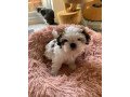 shihpoo-puppy-available-small-1