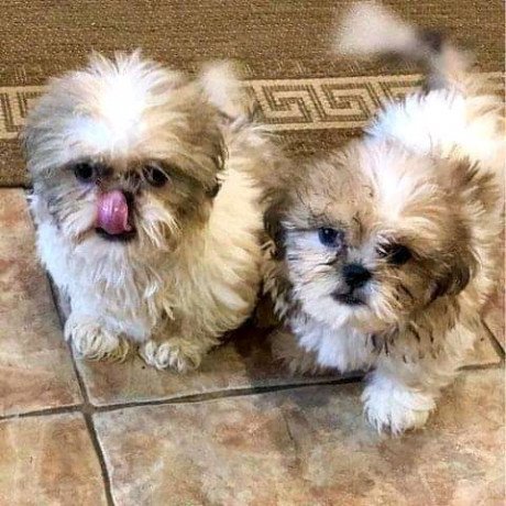shihpoo-puppy-available-big-0