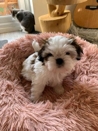 shihpoo-puppy-available-big-1