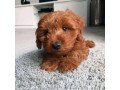 lovely-cockapoo-puppies-small-1