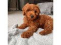 lovely-cockapoo-puppies-small-0