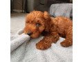 lovely-cockapoo-puppies-small-2