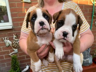 Kc registered boxer puppies