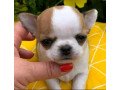 cute-chihuahua-puppies-small-0