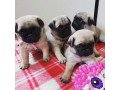 cute-registered-pug-babies-small-1