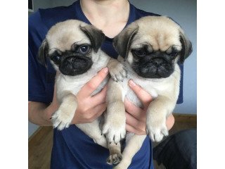 Cute registered Pug babies