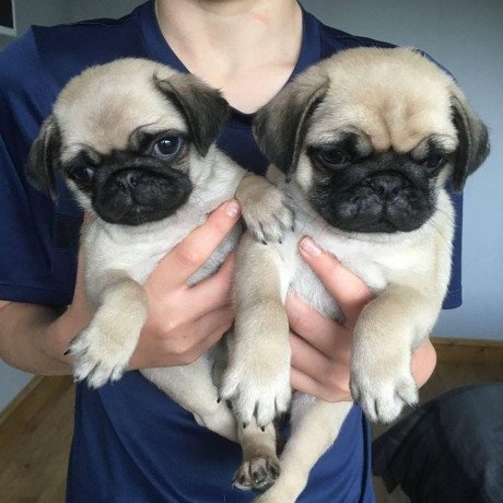 cute-registered-pug-babies-big-0
