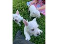 kc-puppies-registered-west-highland-terrier-small-1