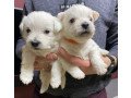 kc-puppies-registered-west-highland-terrier-small-0