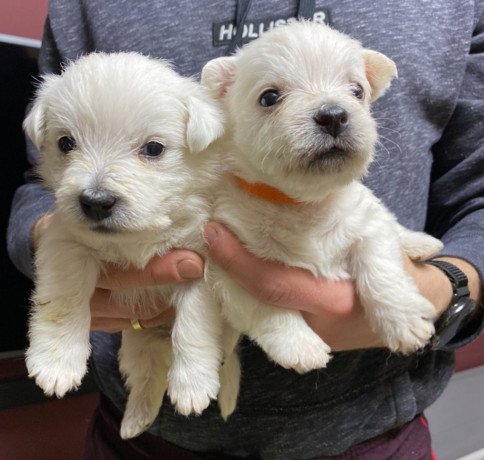 kc-puppies-registered-west-highland-terrier-big-0