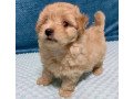 cavapoo-champagne-puppies-small-1