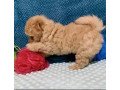 cavapoo-champagne-puppies-small-2
