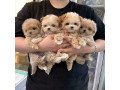kc-puppies-registered-maltipoo-small-0