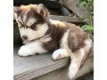 siberian-husky-puppies-small-1