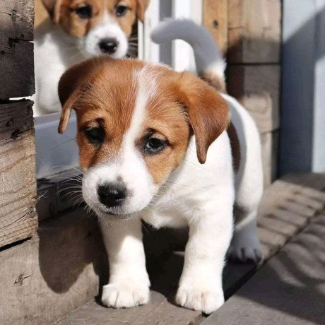 jack-russell-puppies-big-0
