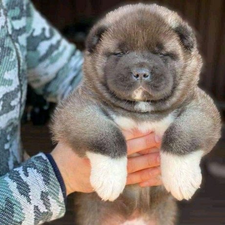 beautiful-akita-puppies-for-sale-big-1