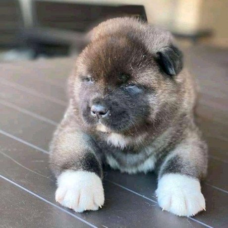 beautiful-akita-puppies-for-sale-big-2