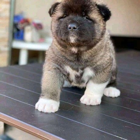 beautiful-akita-puppies-for-sale-big-0