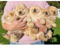kc-chow-chow-puppys-small-0