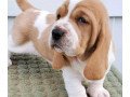 beautiful-basset-hound-puppies-small-0