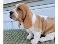 beautiful-basset-hound-puppies-small-1