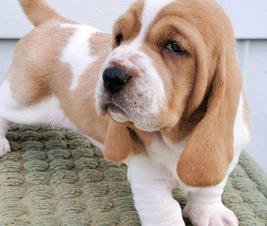 beautiful-basset-hound-puppies-big-0