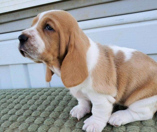 beautiful-basset-hound-puppies-big-1