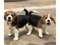 cute-kc-reg-beagle-puppies-small-1