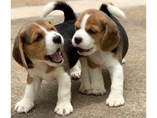 Cute KC reg Beagle puppies