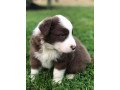 adorable-border-collie-puppies-small-1