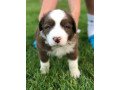 adorable-border-collie-puppies-small-0
