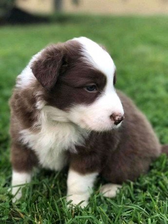 adorable-border-collie-puppies-big-1