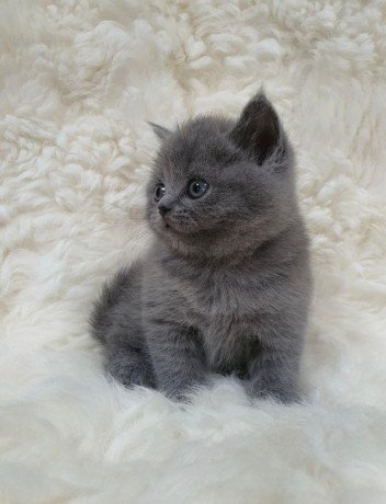 british-shorthair-kittens-for-sale-big-0