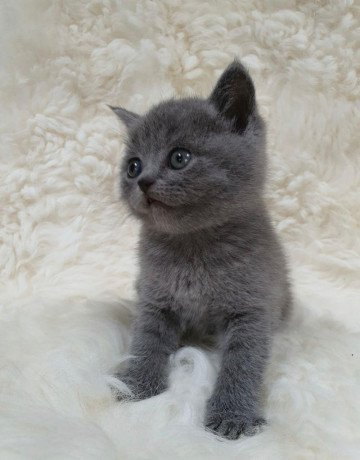 british-shorthair-kittens-for-sale-big-1