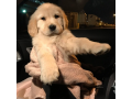 here-comes-our-beautiful-golden-retriever-puppies-small-1
